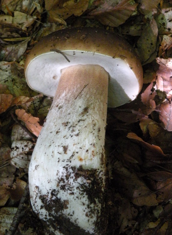 Tutti Boletus edulis?